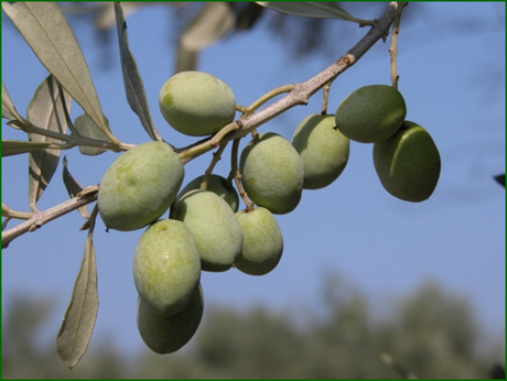 Aspetti produttivi e caratterizzazione sensoriale delle principali cultivar di olivo calabresi.