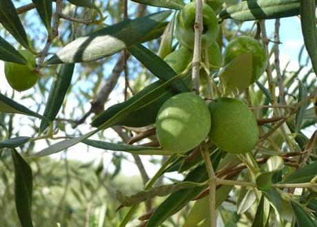 Aspetti produttivi e caratterizzazione sensoriale delle principali cultivar di olivo calabresi.