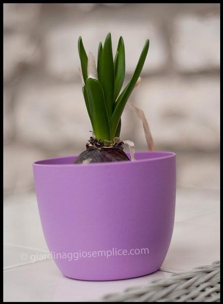 Il giacinto giacinto