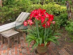 Pianta di Hippeastrum in vaso