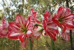 Hippeastrum bianco e rosso