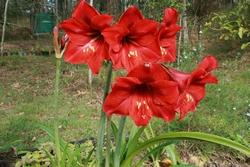 Hippeastrum