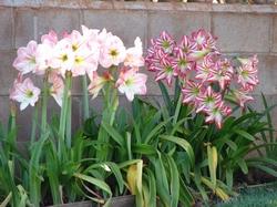 Piante di Hippeastrum