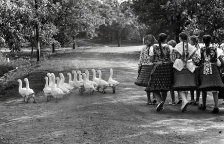 elliott erwitt hungary 1964 c2a9 elliott erwittmagnum photos 643x416