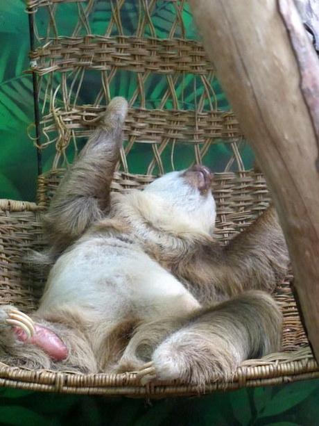 Diario delle stampelle vintage #7: il santuario dei bradipi del Costa Rica
