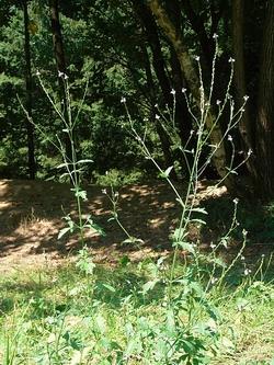 Verbena officinalis spontanea