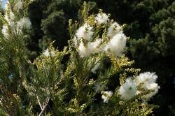 Albero di Tea tree (Melaleuca alternifolia)