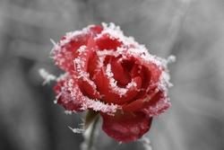 Rosa rossa invernale