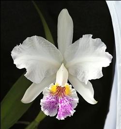 Orchidee cattleya dipinte