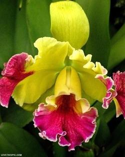 Orchiedee cattleya gialle e fucsia