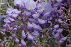 Glicine Wisteria