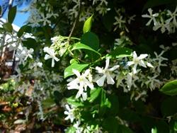 Trachelospermum jasminoides