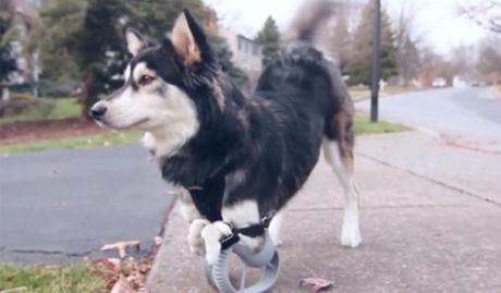 Cane disabile in grado di camminare grazie al 3D-printig