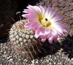 Cactus piante grasse