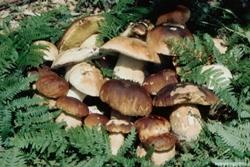 Fungi porcini appena colti