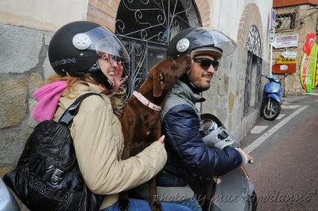 Napoleone : Buon Natale ai miei amici cani....del Pastiniello e Positano