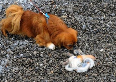 Napoleone : Buon Natale ai miei amici cani....del Pastiniello e Positano