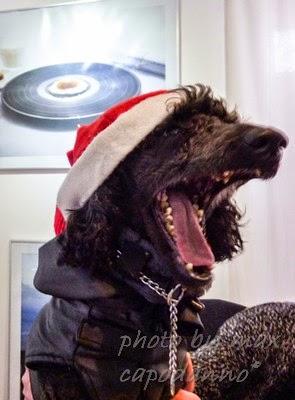 Napoleone : Buon Natale ai miei amici cani....del Pastiniello e Positano