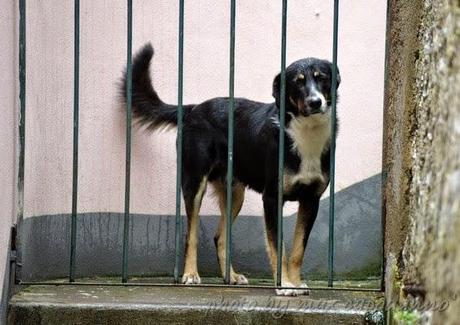 Napoleone : Buon Natale ai miei amici cani....del Pastiniello e Positano