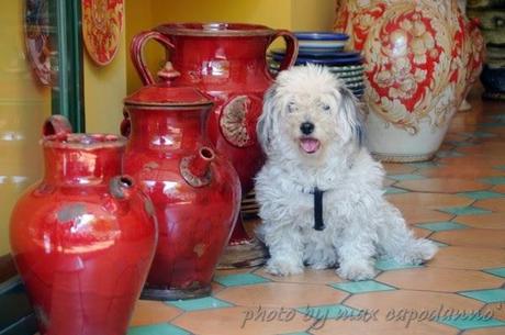 Napoleone : Buon Natale ai miei amici cani....del Pastiniello e Positano