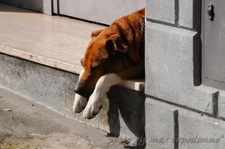 Napoleone : Buon Natale ai miei amici cani....del Pastiniello e Positano