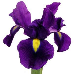 purple_iris_flower