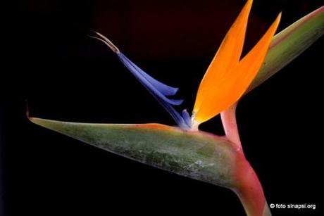 Strelitzia Strelitzia