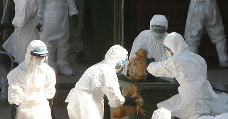 Influenza aviaria rischio epidemia in Libia