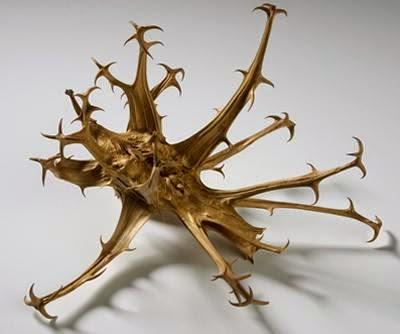 L'artiglio del diavolo, un antinfiammatorio naturale L'artiglio del diavolo, un antinfiammatorio naturale