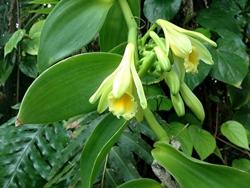Il fiore della pianta di vaniglia