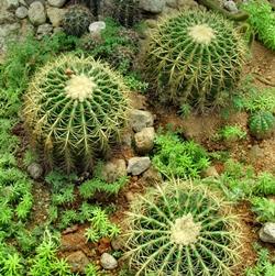 Classici cactus globosi