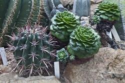 Succulenti appartenenti alle Cactaceae