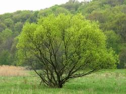 Salix alba.