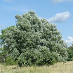 Esemplare di Salix alba.