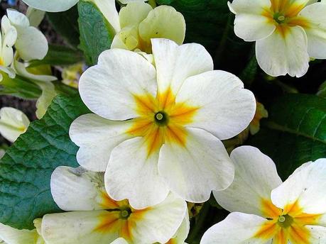 Primula, il fiore che fa Primavera Primula