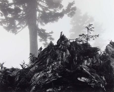 Ansel Adams Tree Stump and Mist Northern Cascades Washington 643x522