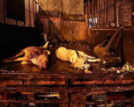 Iran: i Mullah ordinano la strage dei cani foto 2