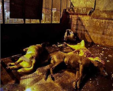 Iran: i Mullah ordinano la strage dei cani foto 3