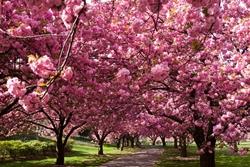 alberi di ciliegio in fiore