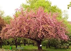 alberi di ciliegio fioritura