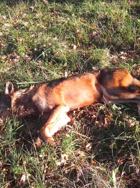Trovato un lupo ferito da arma da fuoco a San Nicandro Garganico. Muore poco dopo.