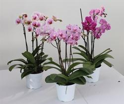 Mini orchidee
