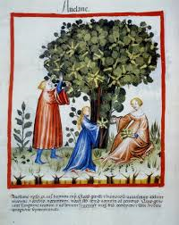 L'oro del Mediterraneo: l'olio d'oliva dal Medioevo al Rinascimento.