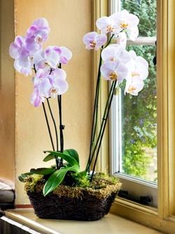 Pianta di orchidee vicina alla luce