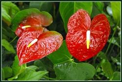 Fiore di anthurium