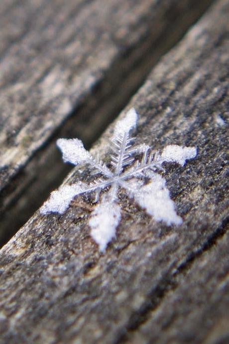 The Snowflake Man - Wilson Bentley e la magia dei fiocchi di neve.