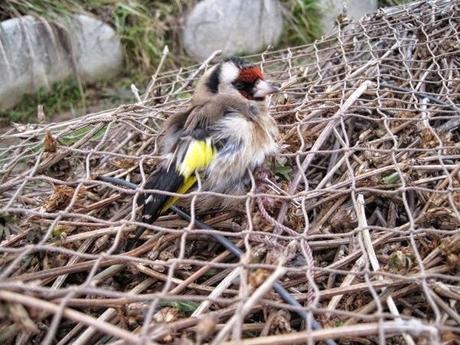 Ti ci covano i rondoni, tirar de niffo, tirare l'aiolo, tirare l'umido, tira su e serba a Pasqua | Parole e verbi in disuso