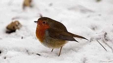 Aiutiamo gli uccelli selvatici a superare l'inverno