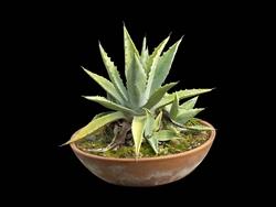 Aloe coltivata in casa