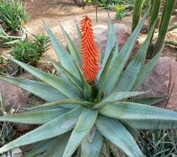 Pianta di aloe fiorita